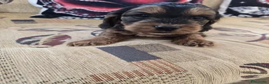Cockapoo Puppy 3