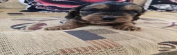 Cockapoo dogs for sale: Only 3 left  - Advert 1