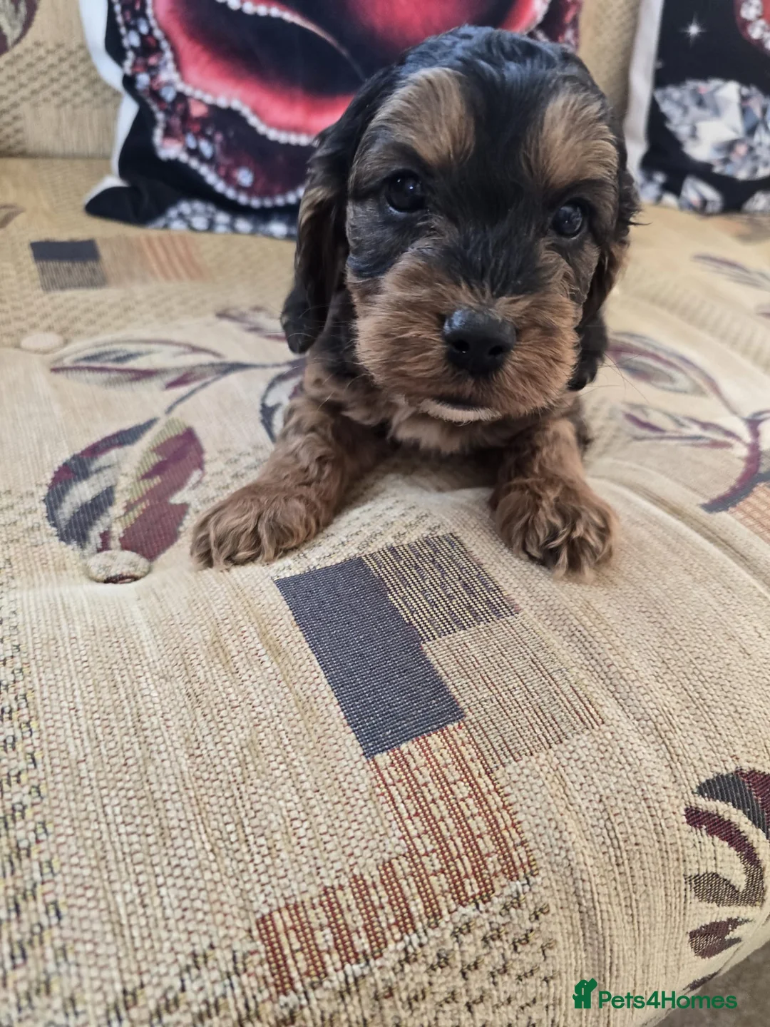 Cockapoo dogs for sale: Only 3 left  - Advert 1