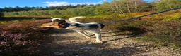 Mixed Breed dogs for adoption: Enid - Norwich Norfolk  - Advert 2