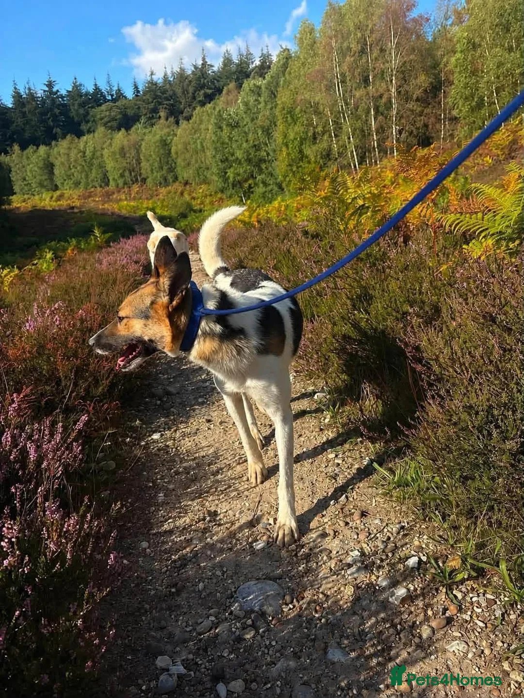 Mixed Breed dogs for adoption: Enid - Norwich Norfolk  - Advert 2