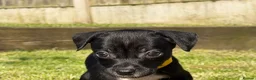Mixed Breed dogs for sale: Staffy cross Spreagle - Advert 21