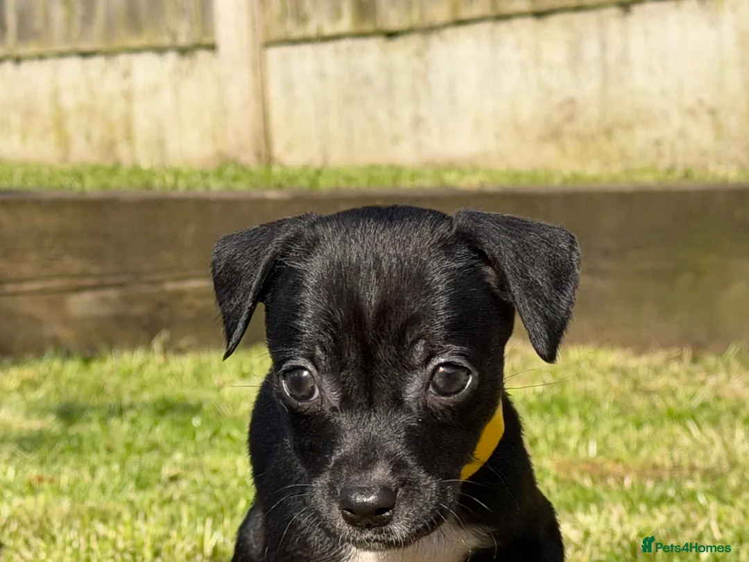 Mixed Breed dogs for sale: Staffy cross Spreagle - Advert 21
