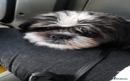 Shih Tzu dogs for sale: 8 year old buddy for rehoming  - Image 3