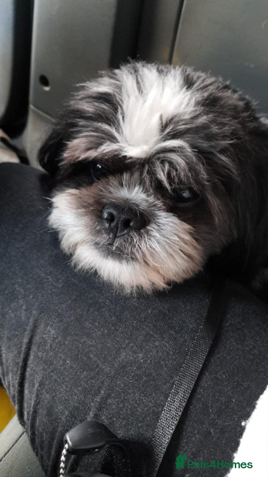 Shih Tzu dogs for sale: 8 year old buddy for rehoming  - Image 3