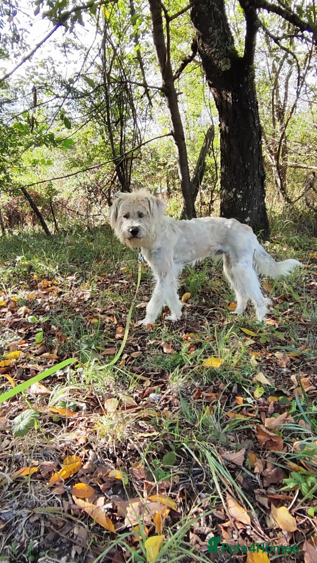 Mixed Breed dogs for adoption: Randolph, 2 - 3 yrs. Available for adoption. - Image 25