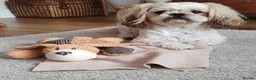 Shih Tzu dogs for stud: Handsome Shih Tzu available for stud - Advert 4