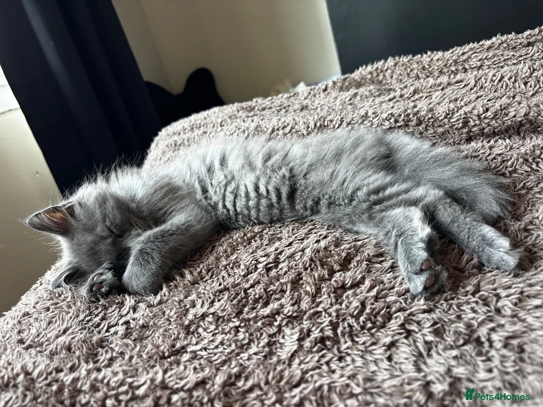 Mixed Breed cats for sale: Maincoon mixed Russian blue - Advert 4