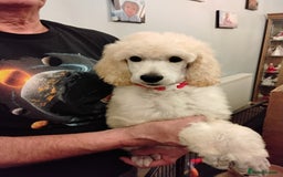 Standard Poodle dogs for sale: Stunning KC reg female standard poodle puppies - Image 7