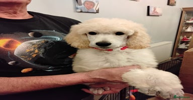 Standard Poodle dogs - Advert 2
