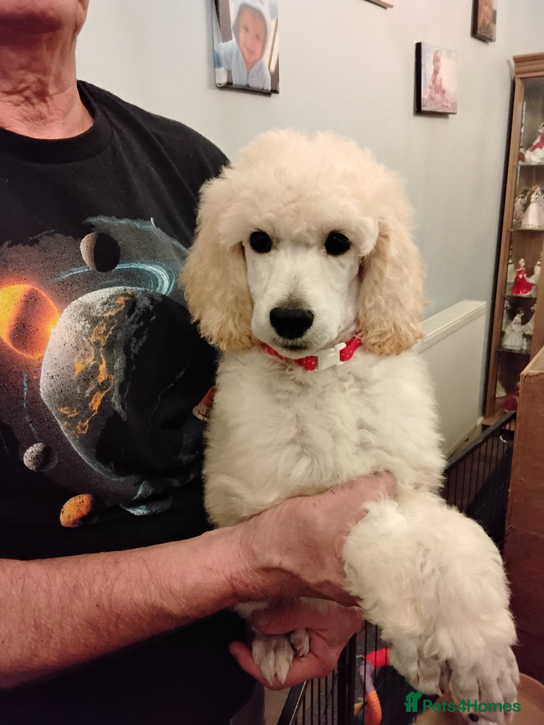 Standard Poodle dogs for sale: Stunning KC reg female standard poodle puppies - Image 7