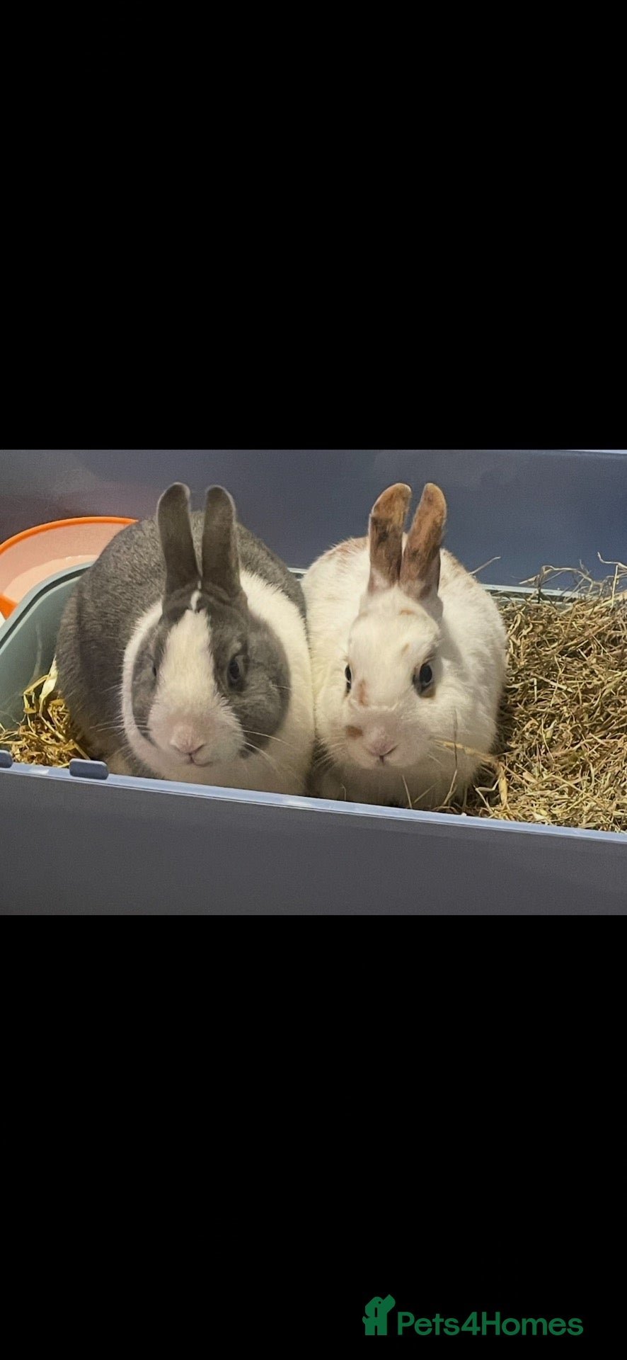 Mixed Breed rabbits 2 x rabbits  - Advert 2