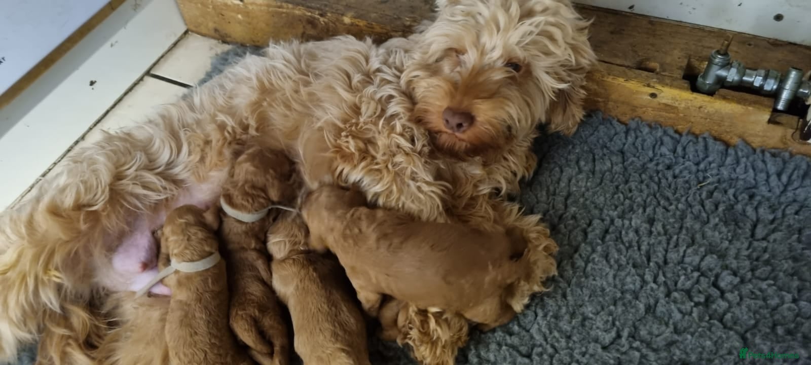 Cockapoo dogs Cockapoo Female F1b for sale - Advert 1