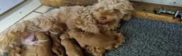 Cockapoo dogs for sale: Cockapoo Female F1b for sale - Advert 1