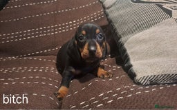 Dachshund dogs for sale: Beautiful dashound puppies  - Image 2