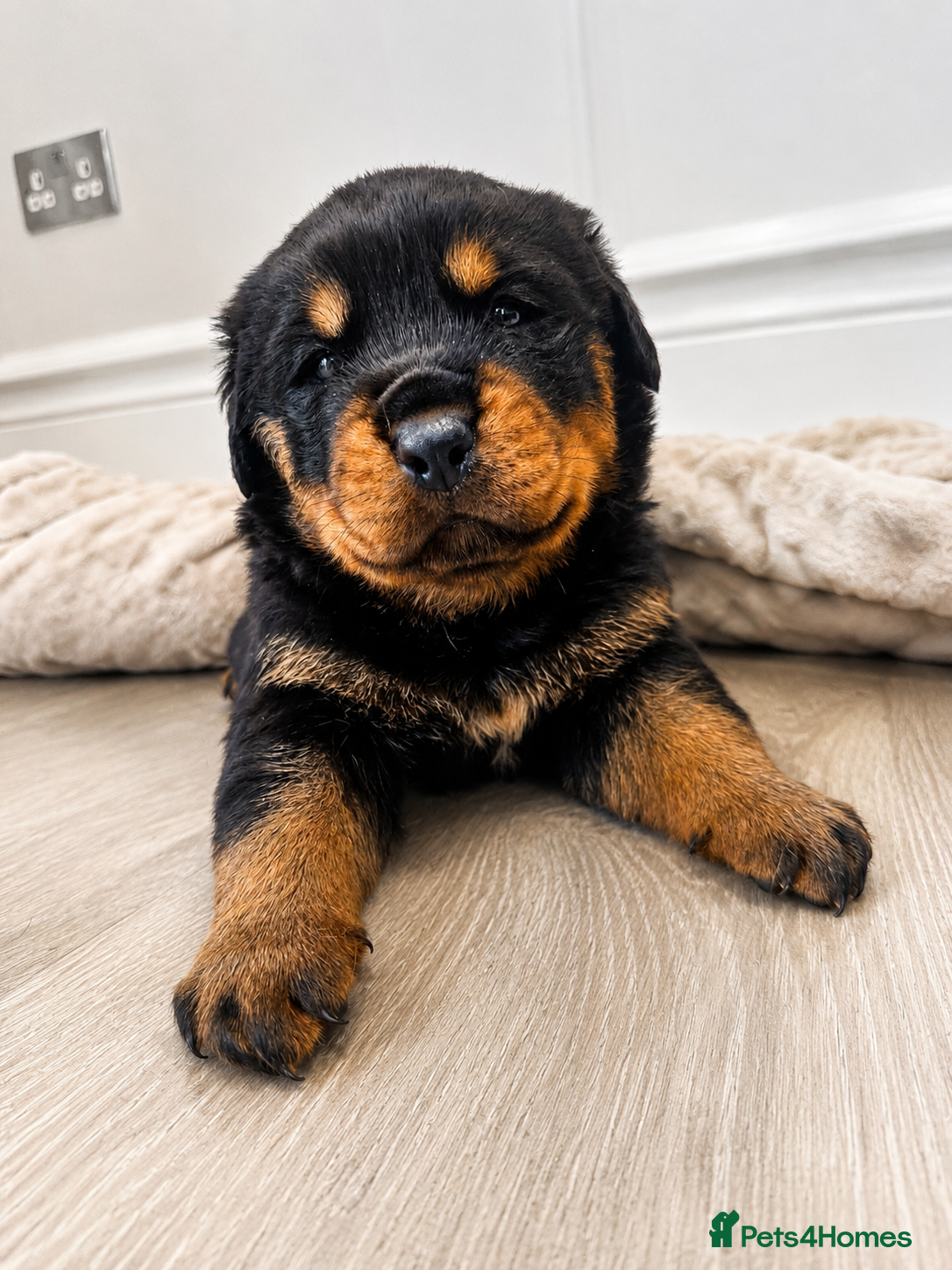 Rottweiler dogs OUTSTANDING QUALITY GERMAN ROTTWEILER PUPPIES  - Advert 1