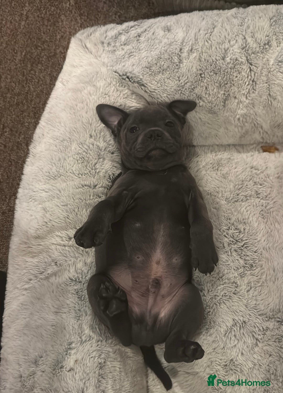 Staffordshire Bull Terrier dogs for stud: A NEW SUPERIOR SOLID BLUE MALE  - Image 22