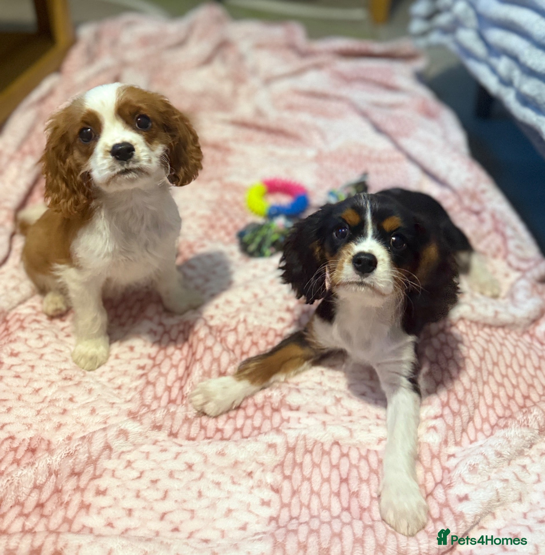 Cavalier King Charles Spaniel dogs KC Registered Health Tested CKCS Puppies - Advert 4