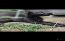 Lurcher dogs for sale: Deerhound Greyhound x deerhound Greyhound f1 - Image 21