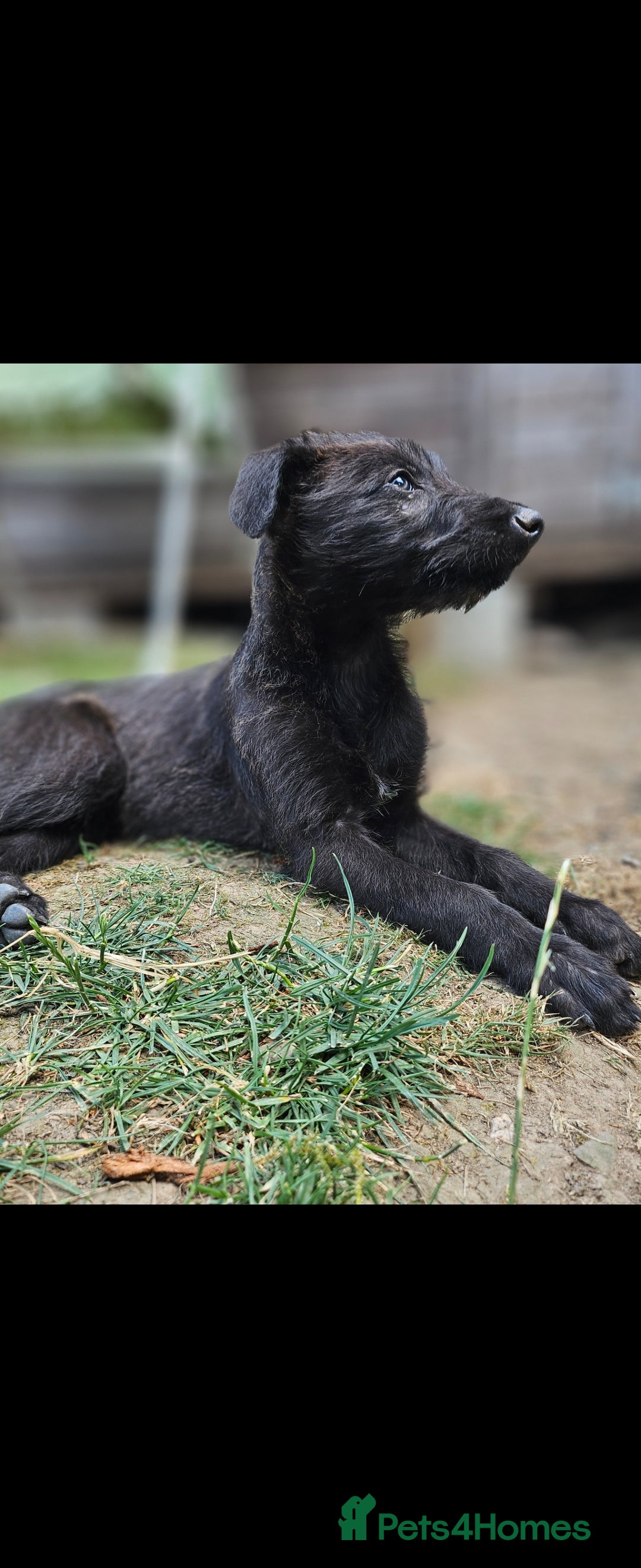 Lurcher dogs for sale: Deerhound Greyhound x deerhound Greyhound f1 - Image 21