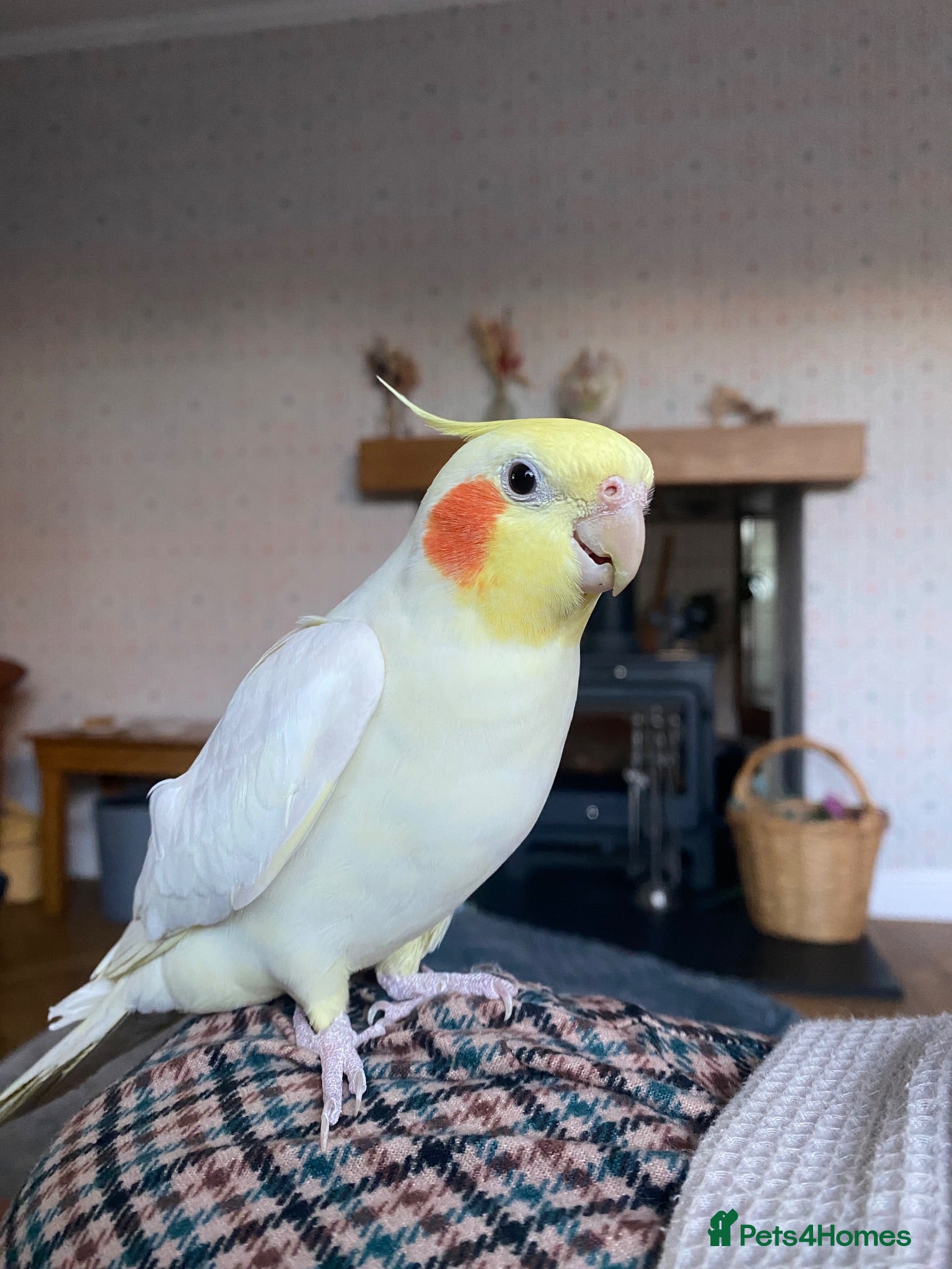 Cockatiels birds Male Lutino Cockatiel - Advert 3