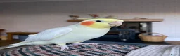 Cockatiels birds for sale: Male Lutino Cockatiel in Wirral - Advert 1