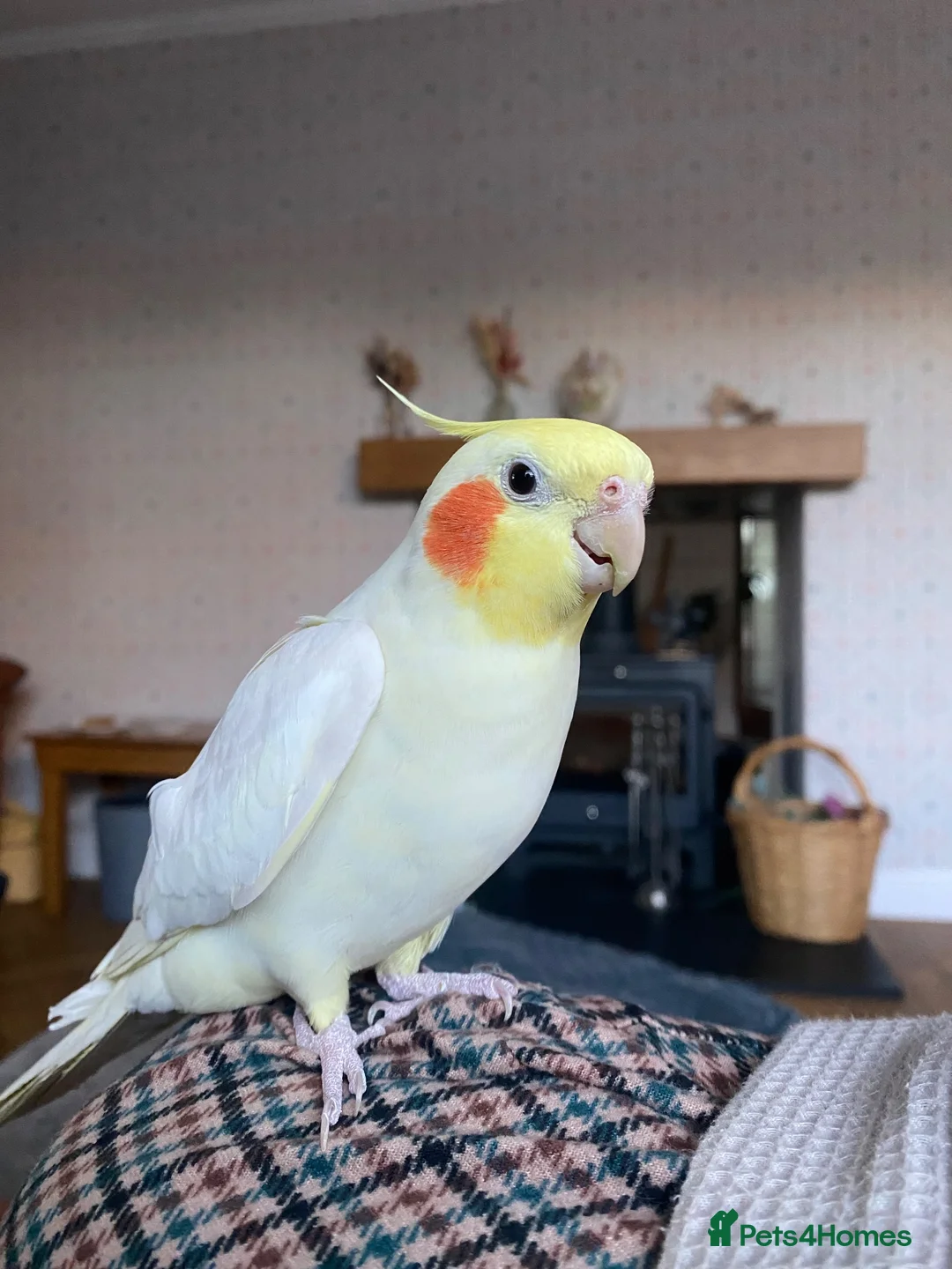 Cockatiels birds for sale: Male Lutino Cockatiel in Wirral - Advert 1