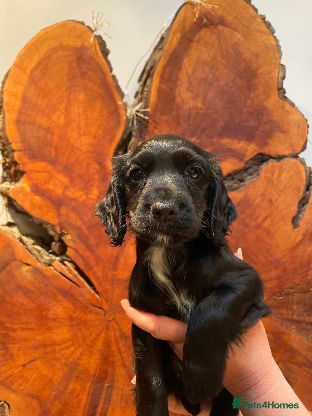 Cocker Spaniel dogs for sale: 1 Beautiful KC Reg working cocker bitch left! - Image 6