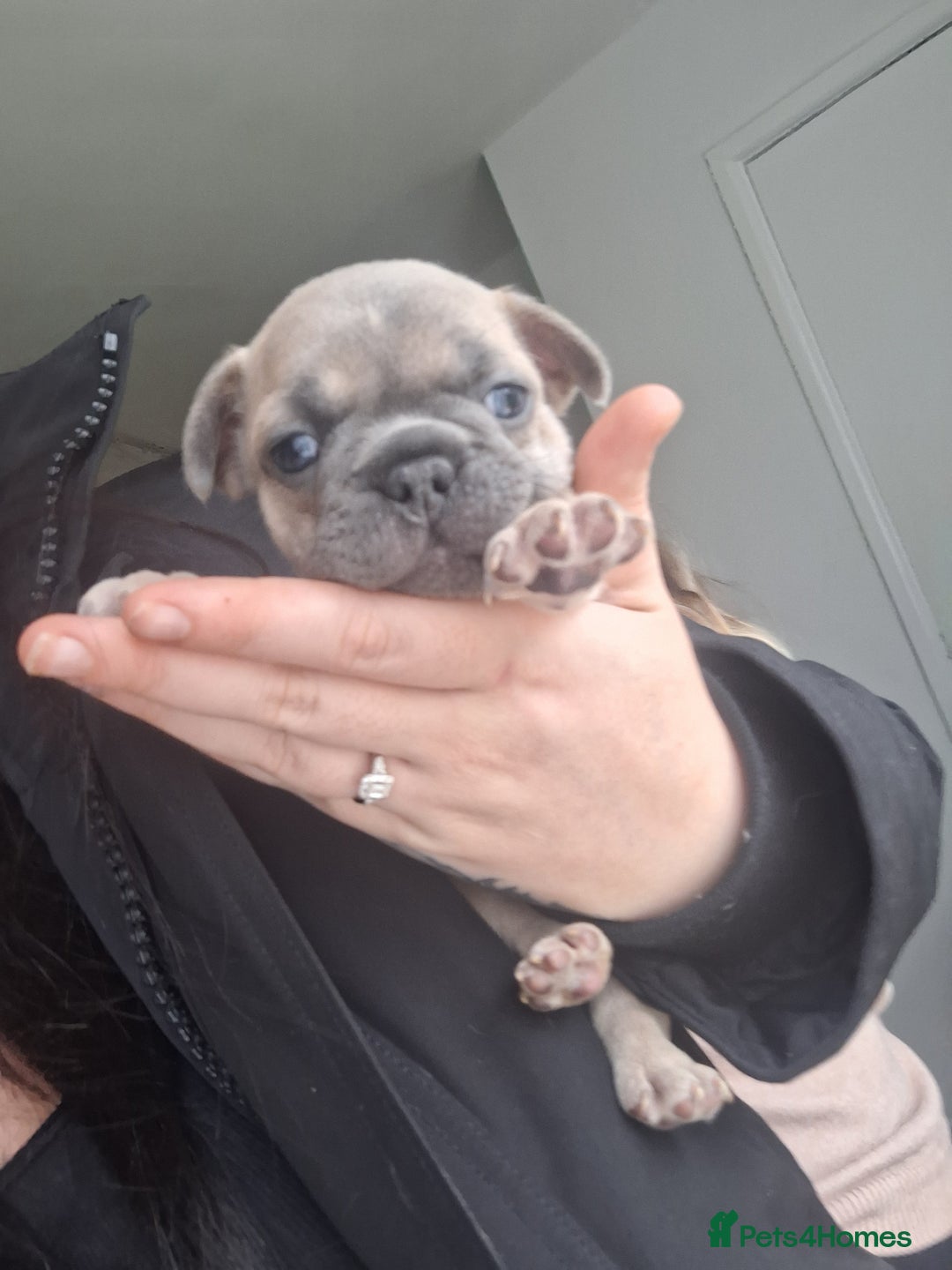 French Bulldog dogs for sale: French bulldog babies  - Advert 14