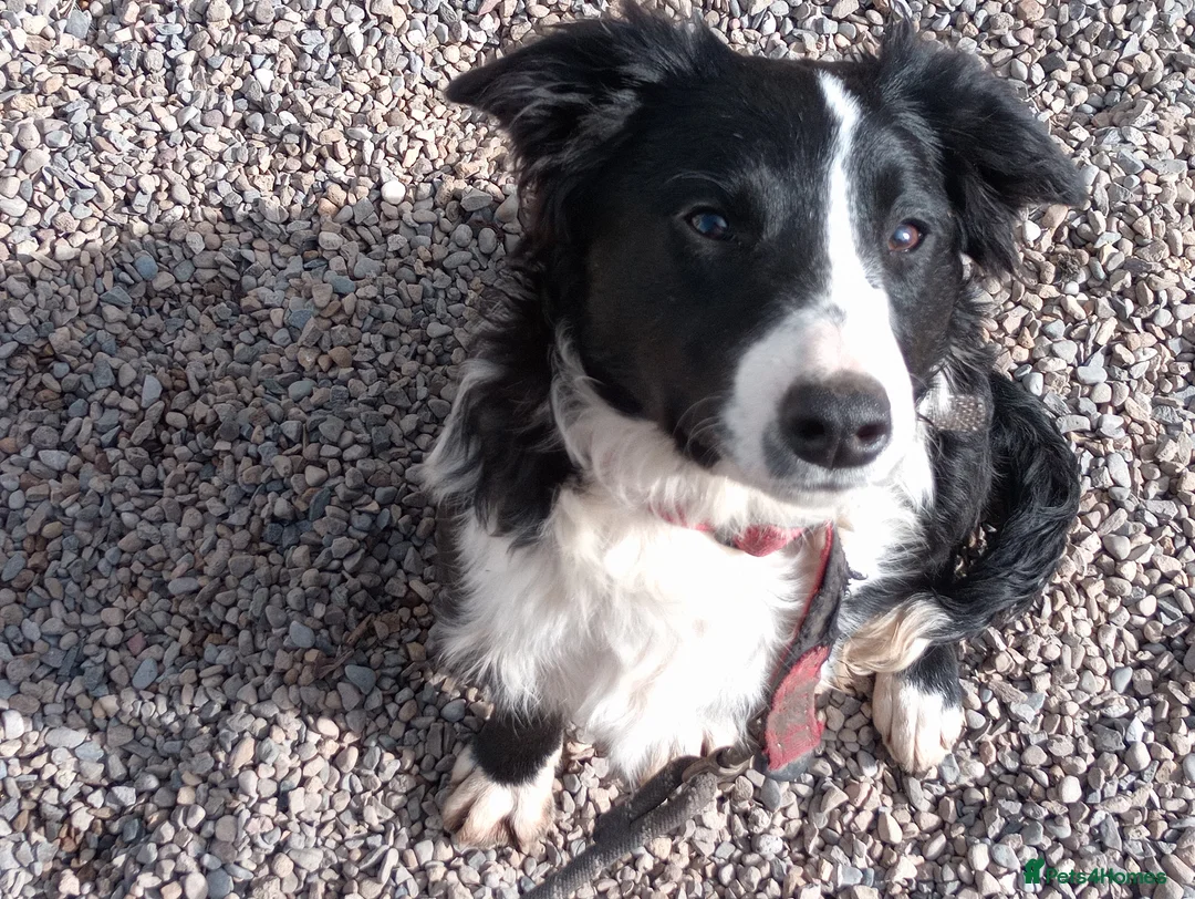 Mixed Breed dogs for sale: Wallace and Flynn - Advert 1