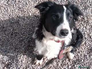 Mixed Breed dogs Wallace and Flynn - Advert 1