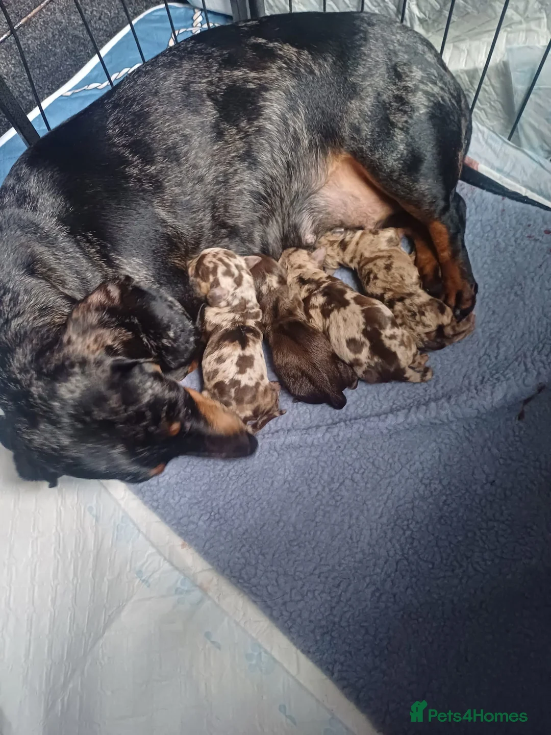 Dachshund dogs for sale: Dacshund Puppies for sale - Advert 1