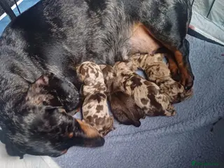 Dachshund dogs Dacshund Puppies for sale - Advert 1