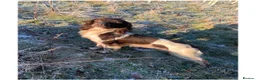 English Springer Spaniel dogs for sale: Beautiful Liver & White Springer Spaniel Puppies - Advert 17