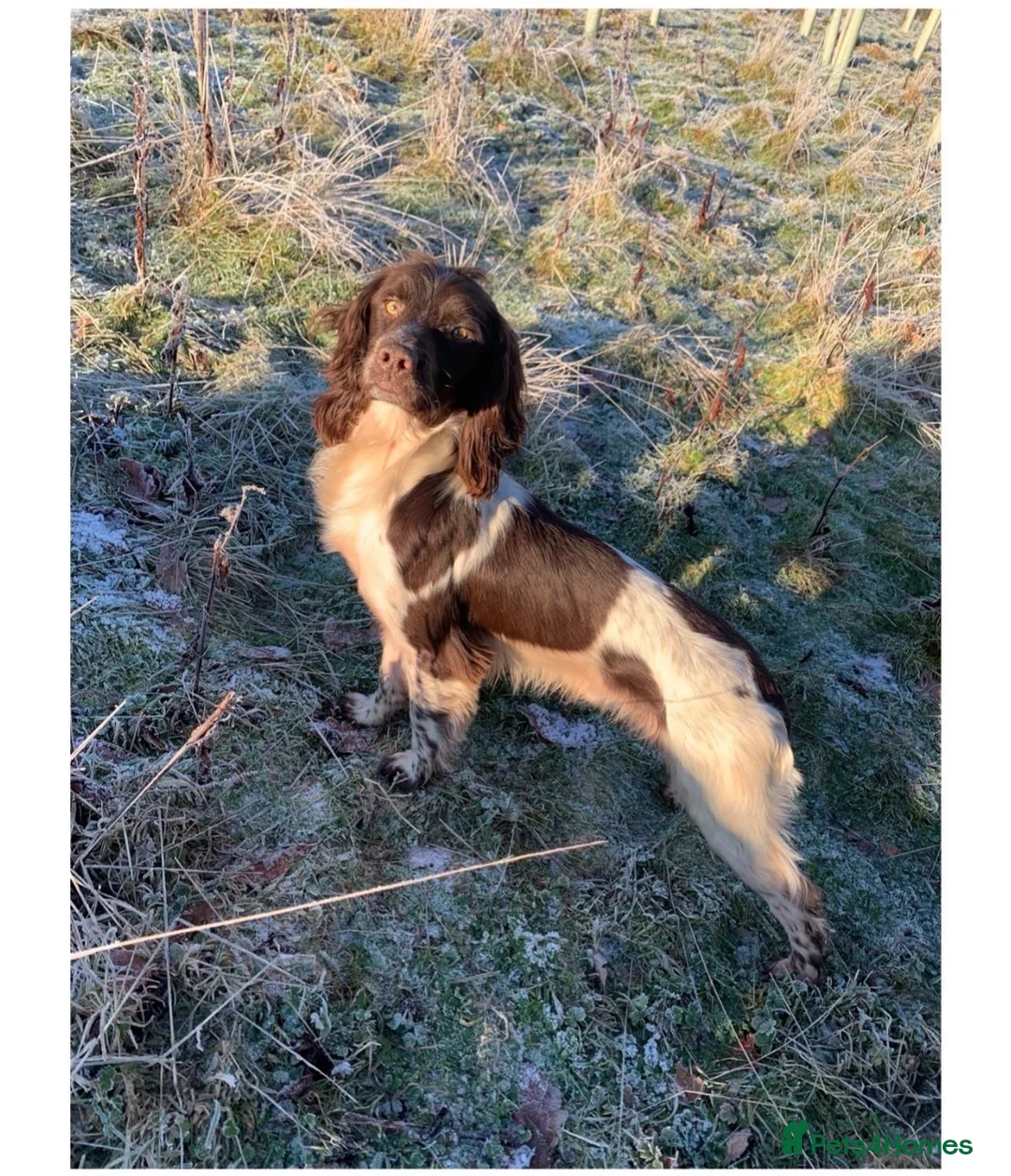 English Springer Spaniel dogs for sale: Beautiful Liver & White Springer Spaniel Puppies - Advert 17