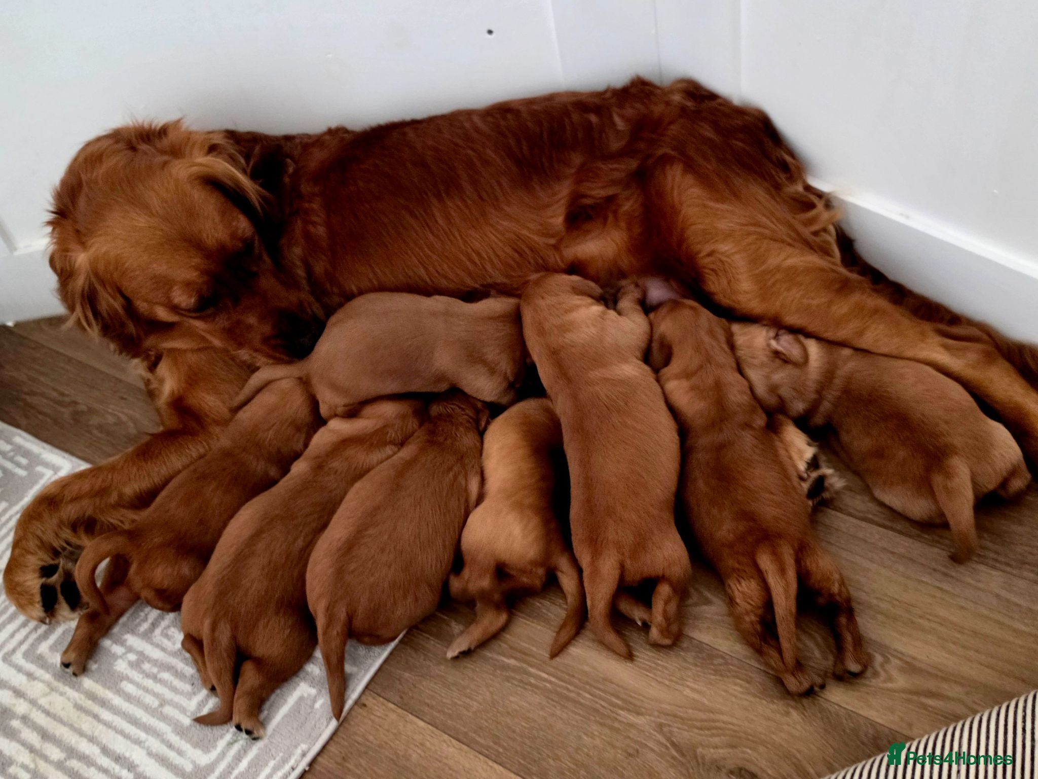 Golden Retriever dogs Stunning dark working golden retriever puppies - Advert 1