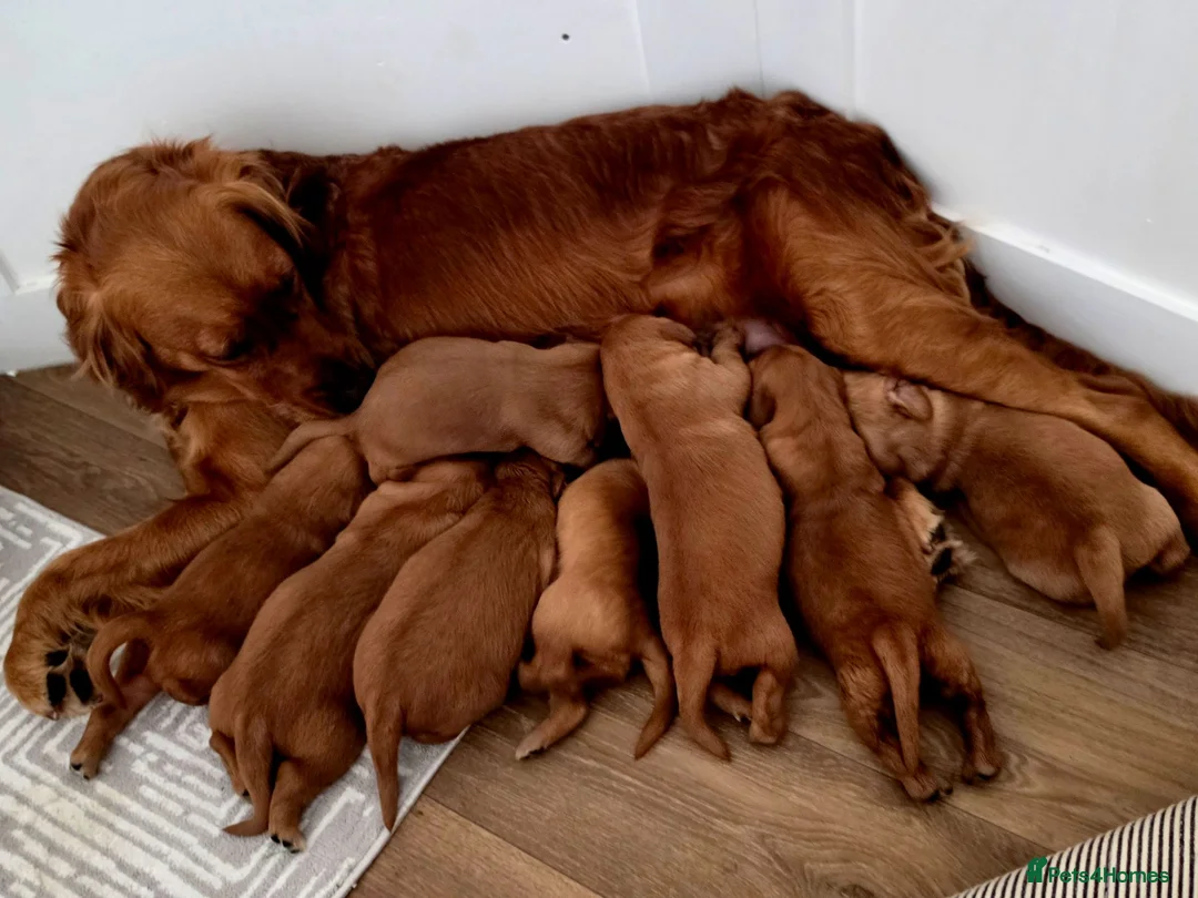 Golden Retriever dogs for sale: Stunning dark working golden retriever puppies - Advert 1