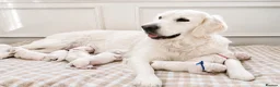 Golden Retriever dogs for sale: Old English Cream ~ Champion lines ~ DNA tested  - Advert 4