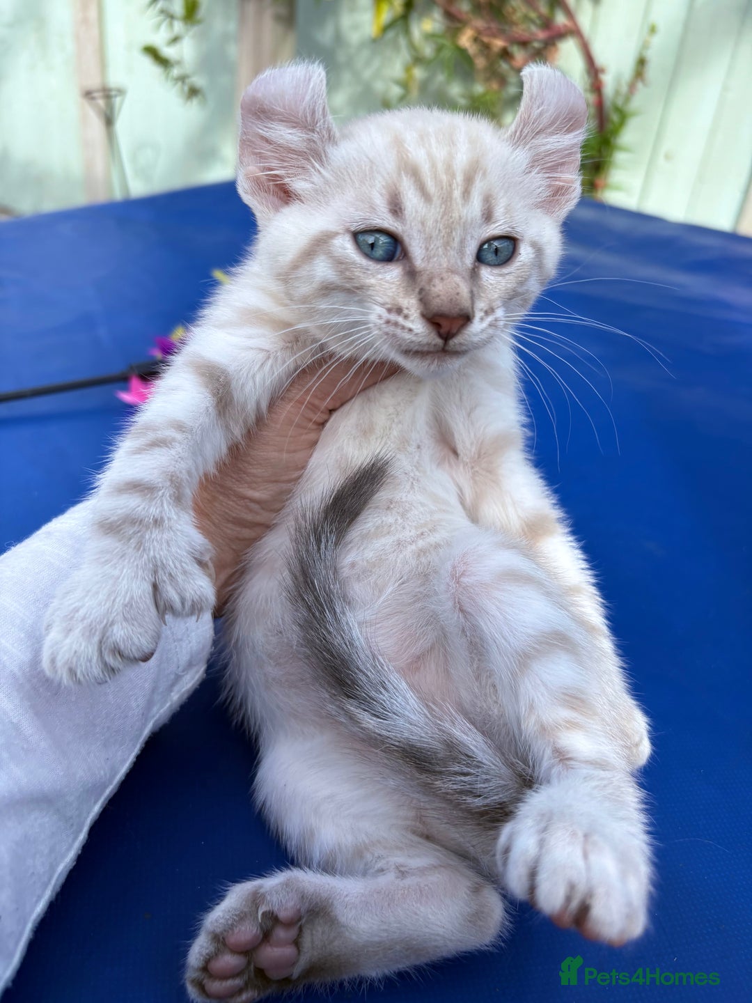 Bengal cats for sale: Gob smacking rare kittens  - Image 13