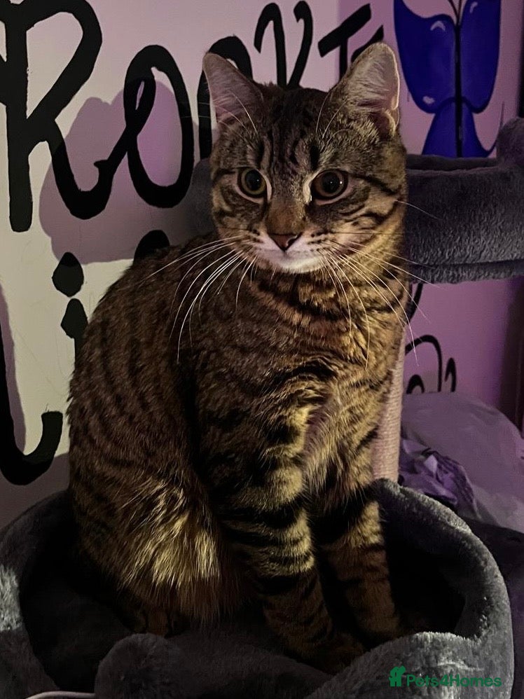 Domestic Shorthair cats Looking for a new family for Simba❤️ - Advert 1