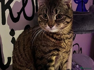 Domestic Shorthair cats Looking for a new family for Simba❤️ - Advert 15