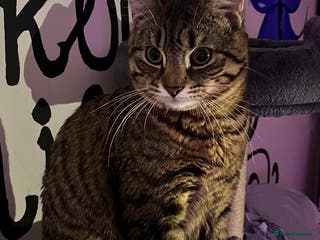 Domestic Shorthair cats Looking for a new family for Simba❤️ - Advert 6