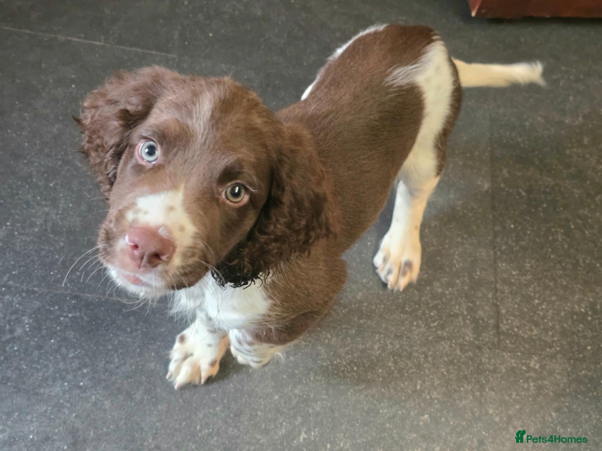 English Springer Spaniel dogs Ready KC Health Tested, Home Reared 5 ⭐️ Vetted  - Advert 2