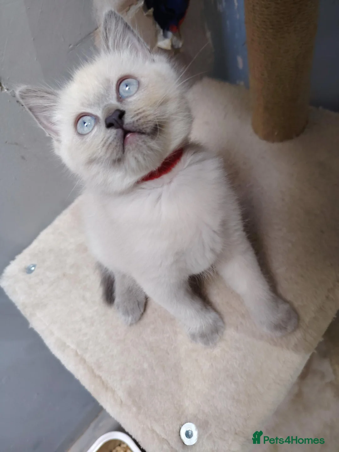 Ragdoll cats for sale: Ragdoll cross British white haired mix - Advert 6