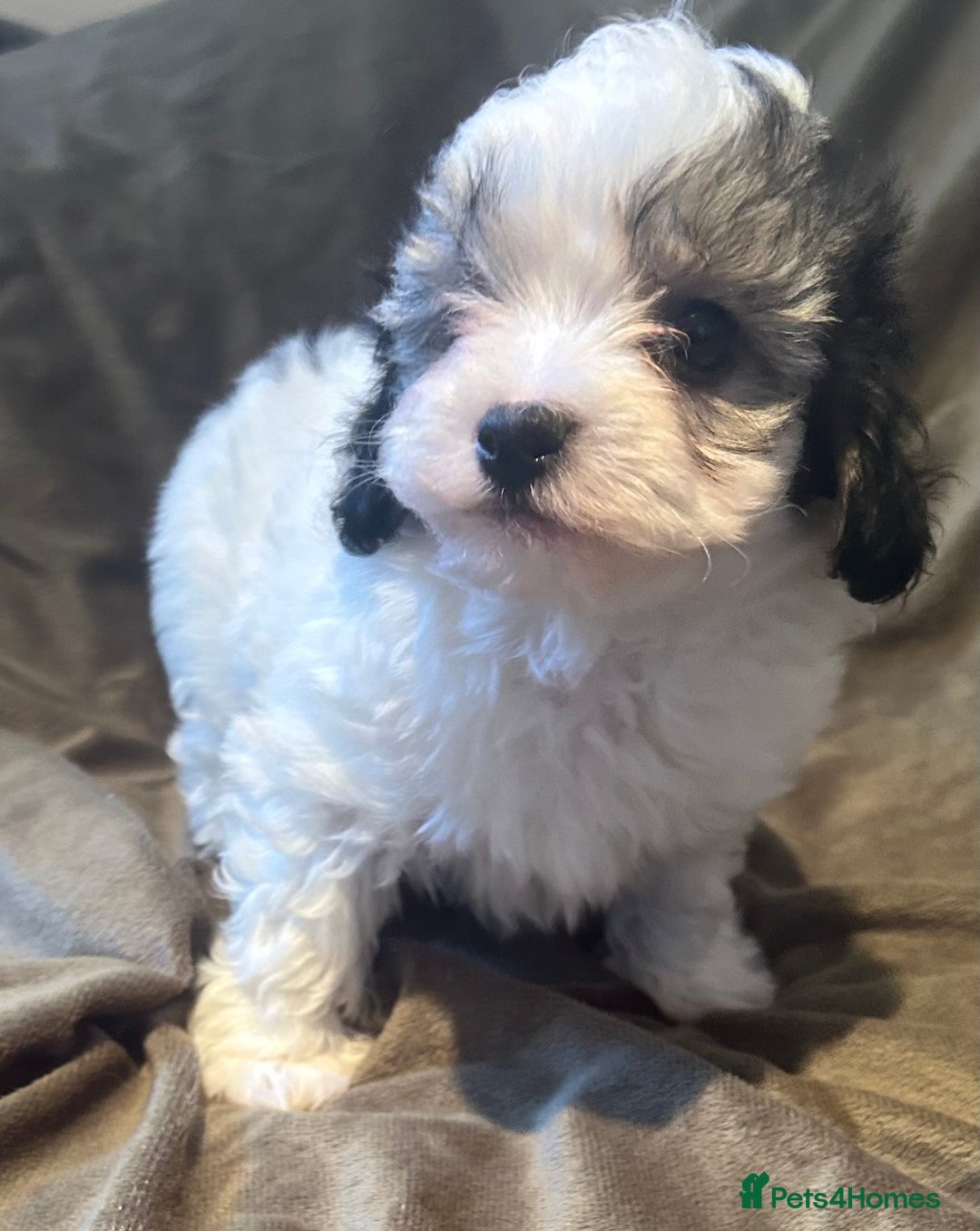 Maltipoo dogs for sale: Maltipoo puppies - Advert 4