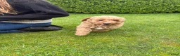 Cockapoo dogs for sale: Cockapoo Puppies!! 🐶  - Advert 9