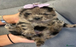 Chow Chow dogs for sale: Chow chow puppies for sale  - Image 8