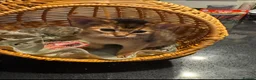 Abyssinian cats for sale: Three Abyssinian sisters looking for a new home - Advert 3