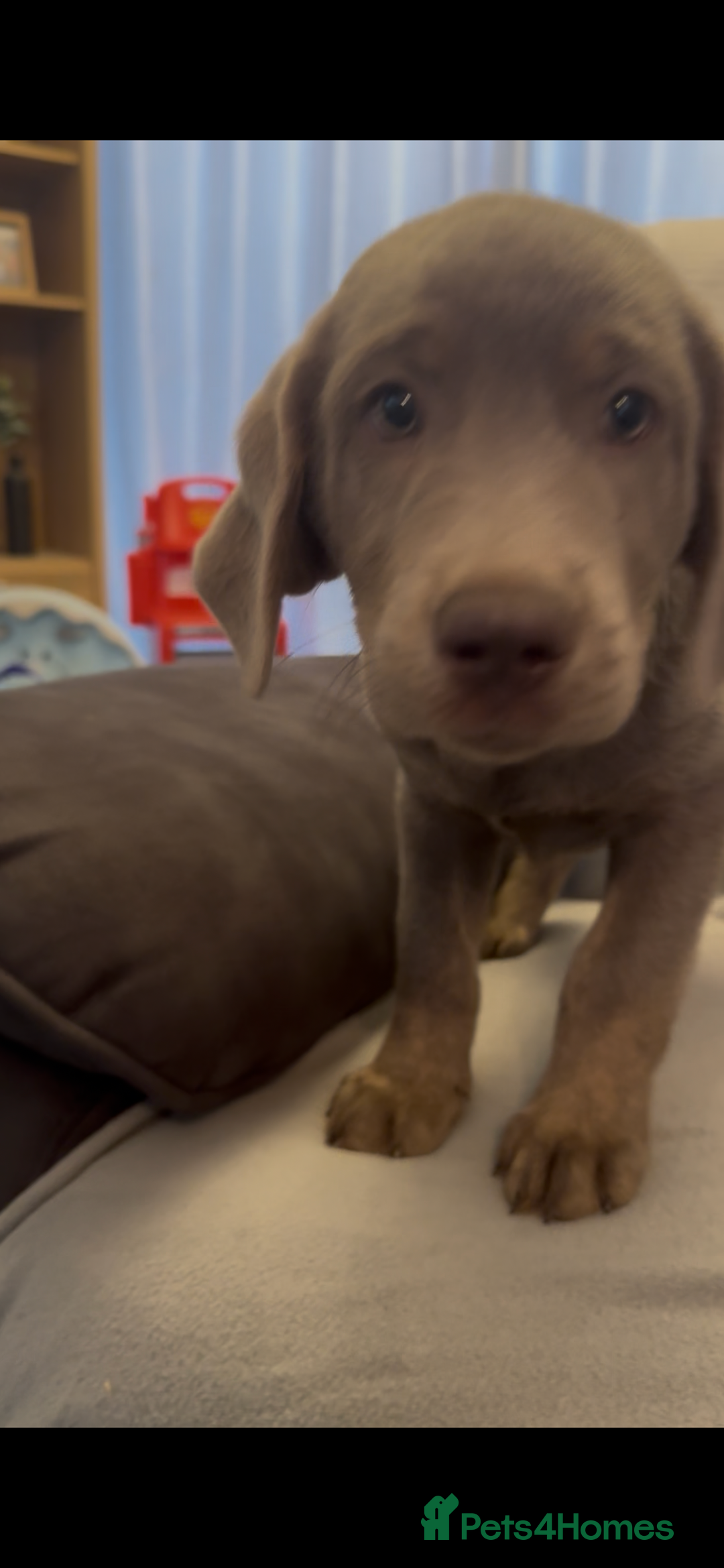 Labrador Retriever dogs for sale: Stunning silver Labradors  - Advert 30