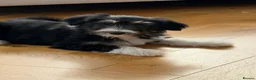 Bearded Collie dogs for sale: Beautiful Bearded Collie Puppies  - Advert 12